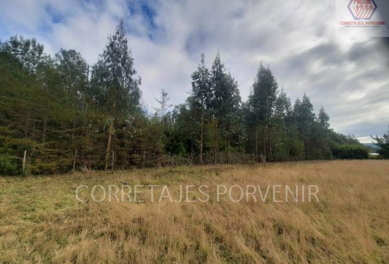Vendemos campo sector Radal -Cunco